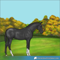 Horse Color:Black 