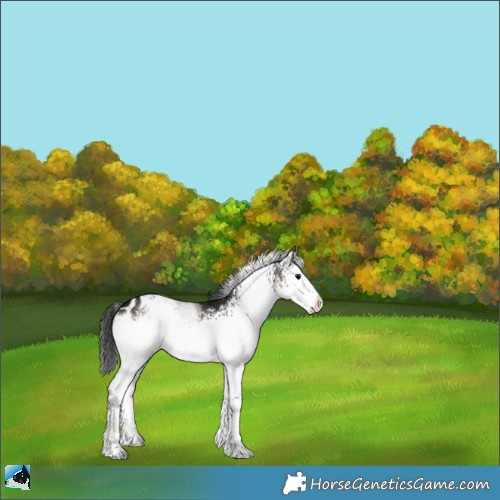Horse Color:White Spotted Brown Ice Onyx Sabino Appaloosa 