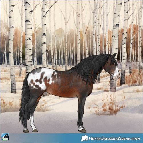 Horse Color:Brown Sabino Appaloosa Rabicano 