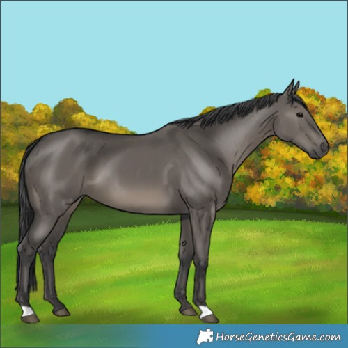 Horse Color:Grullo 
