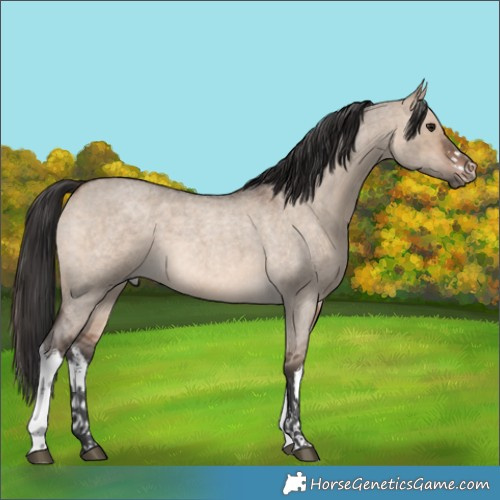 Horse Color:White Spotted Brown Roan Dun 