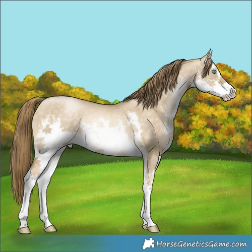 Horse Color:White Spotted Buckskin Pearl Dun Rabicano 