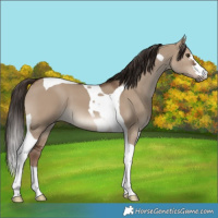 Horse Color:Liver Red Dun Tobiano 