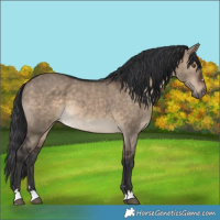 Horse Color:Brown Dun 