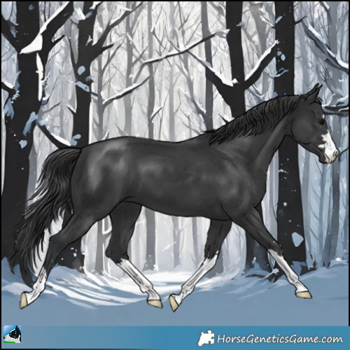 Horse Color:Black 