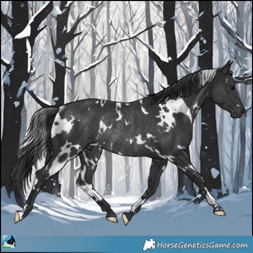 Horse Color:White Spotted Black Rabicano 