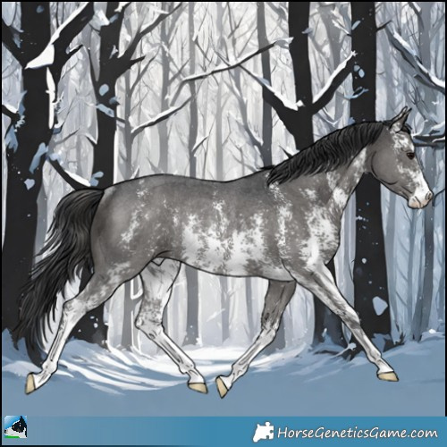 Horse Color:Black Sabino Rabicano 