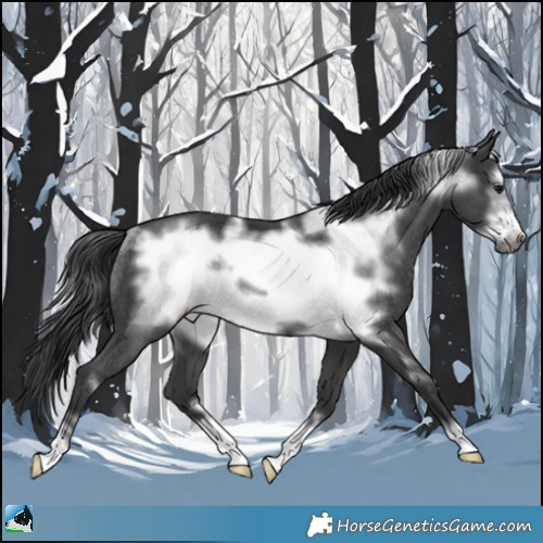 Horse Color:Black Frame Rabicano 