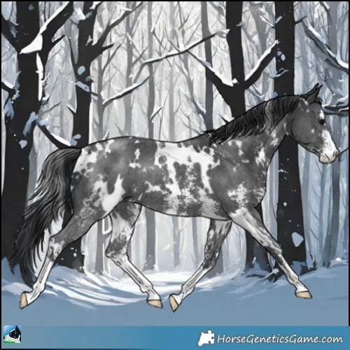 Horse Color:White Spotted Black Sabino Rabicano 