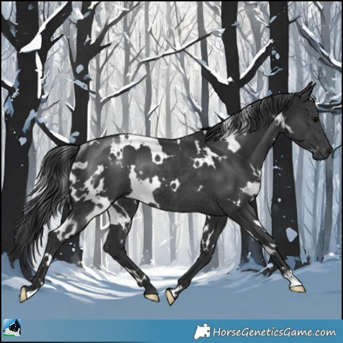 Horse Color:White Spotted Black Rabicano 