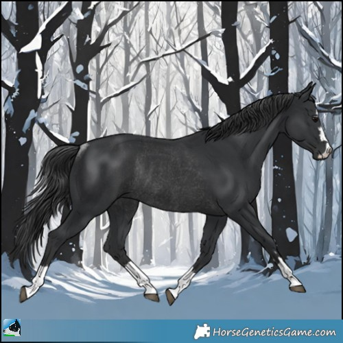 Horse Color:Black Rabicano 