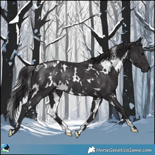 Horse Color:White Spotted Smoky Black Rabicano 