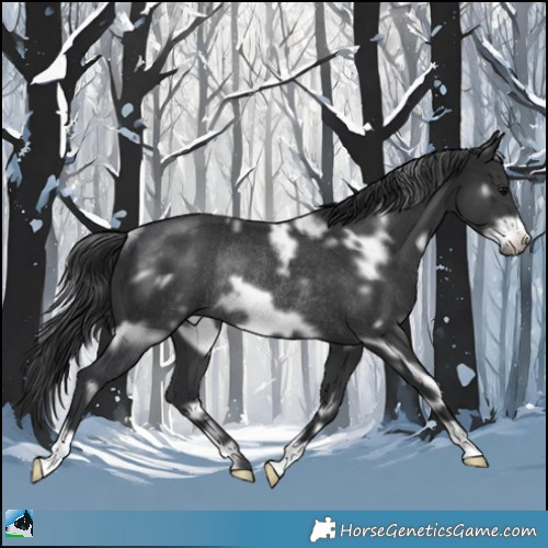 Horse Color:White Spotted Black Frame Rabicano 