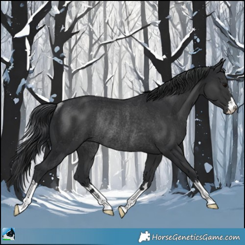 Horse Color:Black Rabicano 