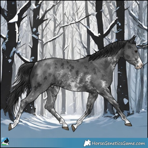 Horse Color:Black Sabino Rabicano 