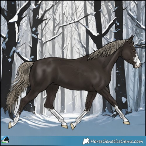 Horse Color:Liver Chestnut 