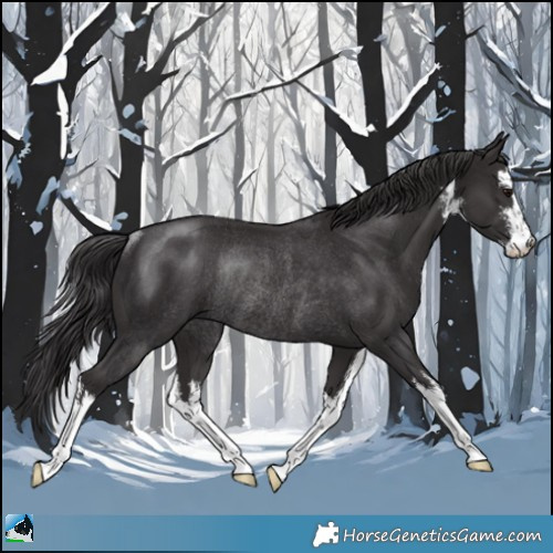 Horse Color:White Spotted Smoky Black Mushroom Rabicano 