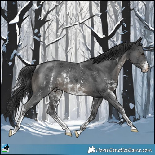 Horse Color:Black Mushroom Sabino Rabicano 