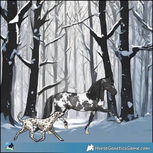 Horse Color:White Spotted Black Rabicano 