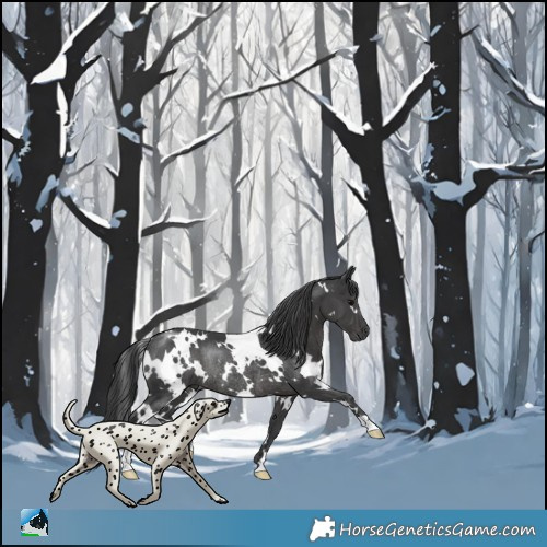 Horse Color:White Spotted Black Rabicano 