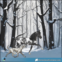 Horse Color:White Spotted Black Rabicano 