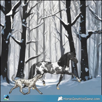 Horse Color:White Spotted Black Rabicano