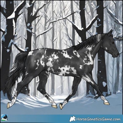 Horse Color:White Spotted Black Rabicano 