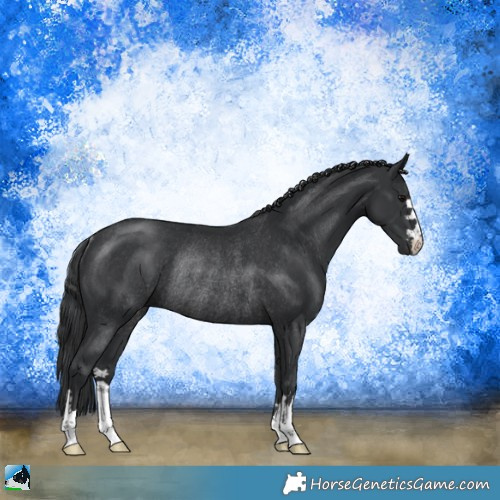 Horse Color:Black Mushroom Rabicano