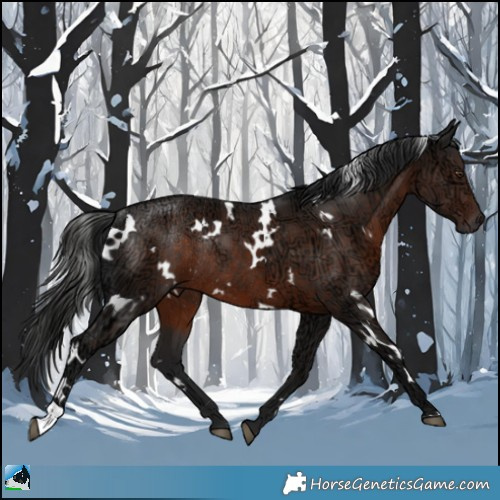 Horse Color:White Spotted Liver Chestnut Ice Rabicano 