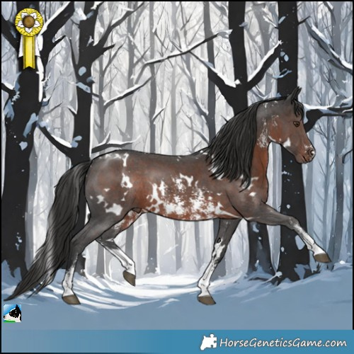 Horse Color:White Spotted Liver Chestnut Sabino Rabicano 