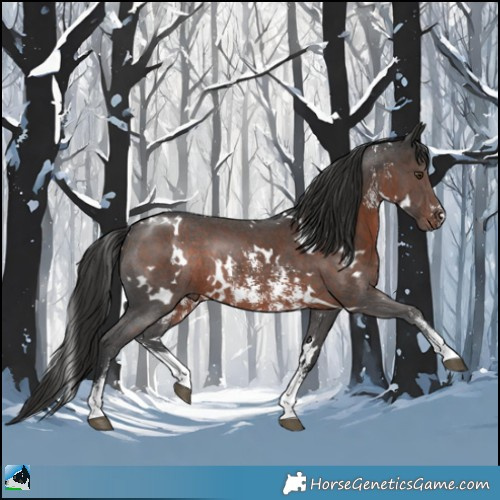 Horse Color:White Spotted Liver Chestnut Sabino Rabicano 