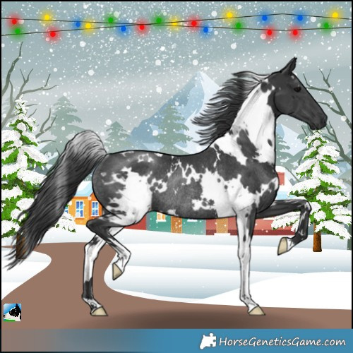 Horse Color:White Spotted Black Rabicano 