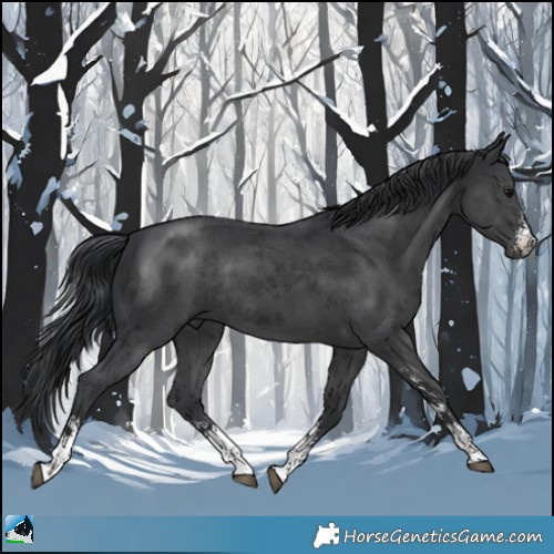 Horse Color:Black Sabino Rabicano 