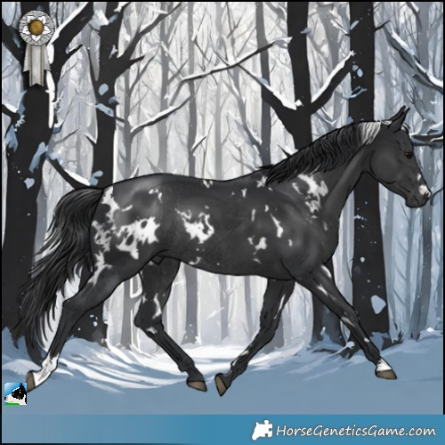 Horse Color:White Spotted Black Rabicano 