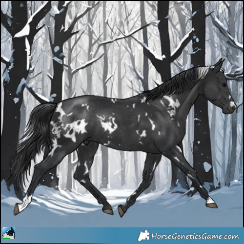 Horse Color:White Spotted Black Rabicano 