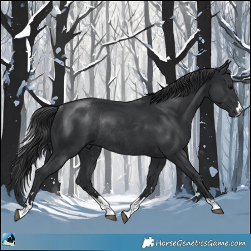 Horse Color:Black Mushroom Rabicano 