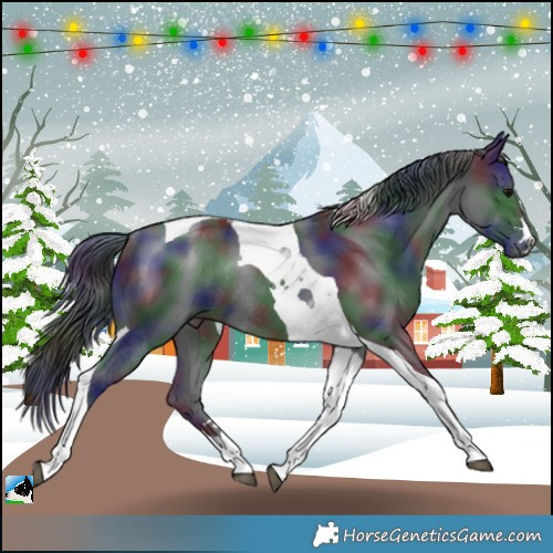 Horse Color:Nacre Black Tobiano Rabicano 