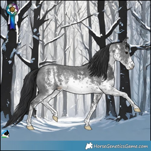 Horse Color:White Spotted Black Sabino Rabicano 