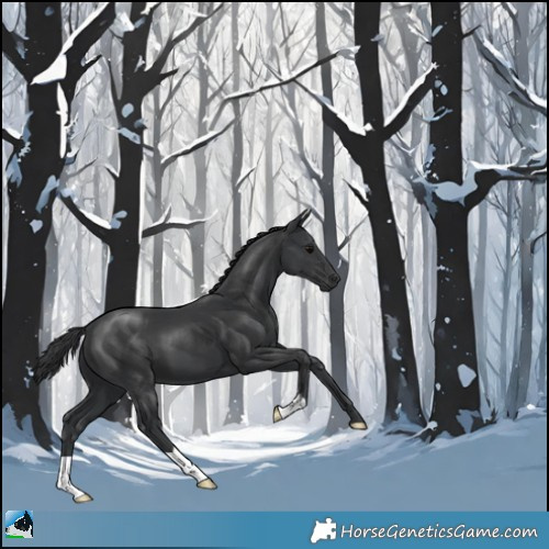 Horse Color:Black 