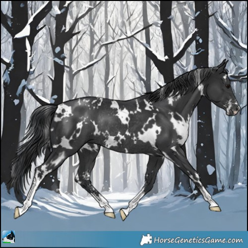 Horse Color:White Spotted Black Sabino Rabicano 