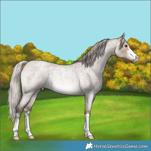 Horse Color:Silver Brown Roan Dun Rabicano 