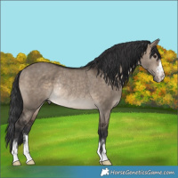 Horse Color:Brown Dun Rabicano 