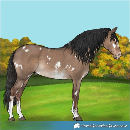 Horse Color:White Spotted Liver Red Dun Sabino Rabicano 