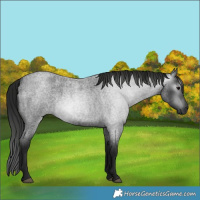 Horse Color:Gray Blue Roan 