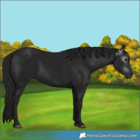 Horse Color:Gray Black 