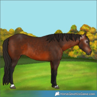Horse Color:Gray Bay 