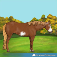 Horse Color:Gray Chestnut Frame