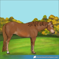 Horse Color:Gray Chestnut 
