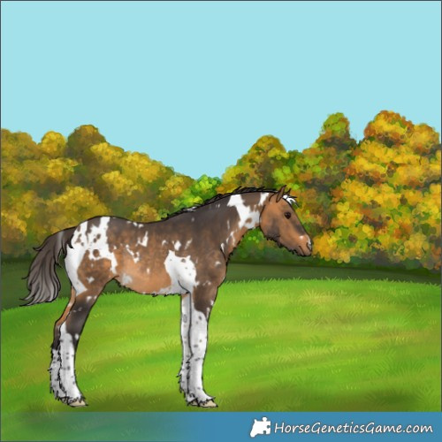 Horse Color:White Spotted Buckskin Tobiano Rabicano 