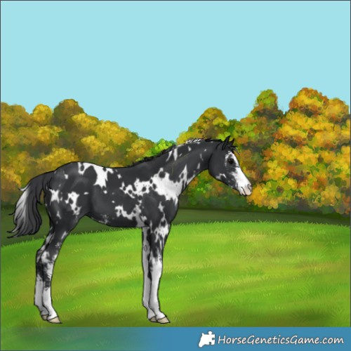 Horse Color:White Spotted Black Sabino 